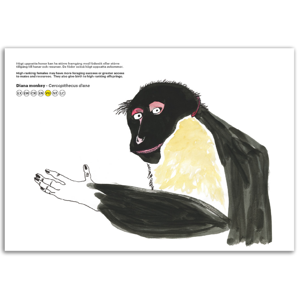 Diana monkey - Cercopithecus diana
