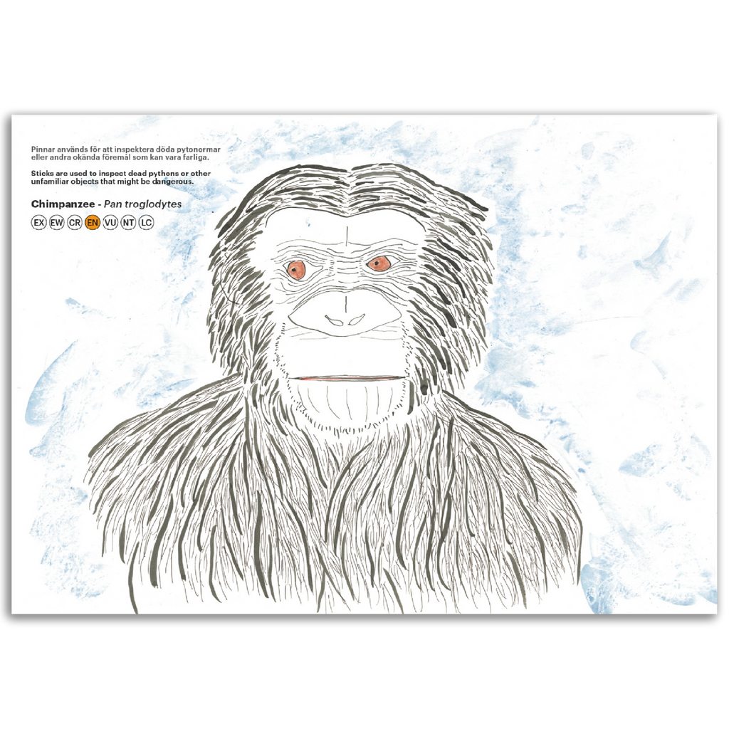 Chimpanzee (2) - Pan troglodytes